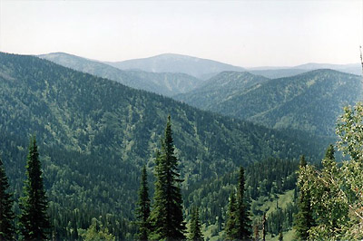 Бескрайняя сибирская тайга
